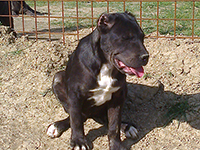 cucciolo cane corso nero